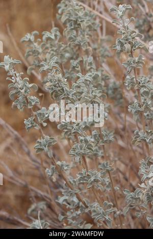 Salvia Dorrii variété Dorrii, arbuste indigène affichant des feuilles spatulairement oblancéolées en automne dans les montagnes Little San Bernardino. Banque D'Images