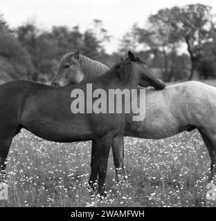Années 1960, historique, deux chevaux côte à côte dans un champ, l'un avec sa tête frottant le dos de l'autre, Angleterre, Royaume-Uni. Banque D'Images