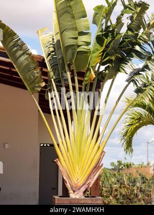 Ravenala madagascariensis, appelé arbre du voyageur, est une plante herbacée à tige haute appartenant à la famille des Strelitziaceae. Banque D'Images