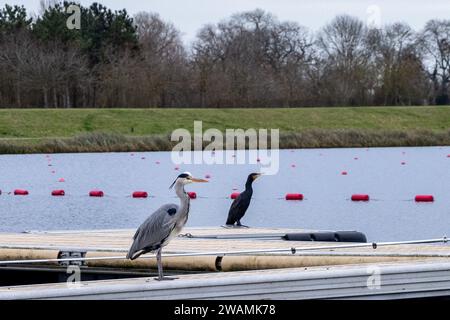 Dorney, Royaume-Uni. 1 janvier 2024. Un héron et un cormoran sont représentés sur le lac Dorney. Dorney Lake est un lac d'aviron construit à cet effet et appartenant au Eton College. Crédit : Mark Kerrison/Alamy Live News Banque D'Images