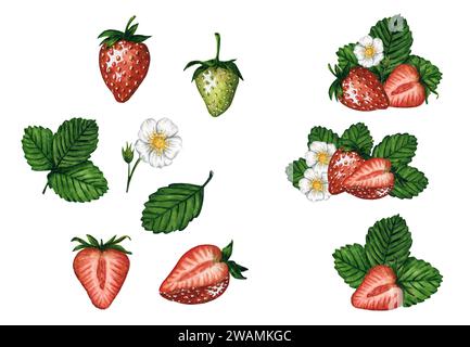 Set de fraises à l'aquarelle avec des baies rouges et vertes, des feuilles et des fleurs isolées sur fond blanc, illustration d'aquarelle peinte à la main. Banque D'Images