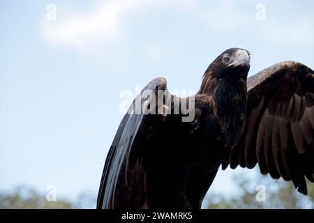 l'aigle à queue biseautée a des plumes brunes à noires, plus les plumes sont foncées, plus l'oiseau est âgé Banque D'Images