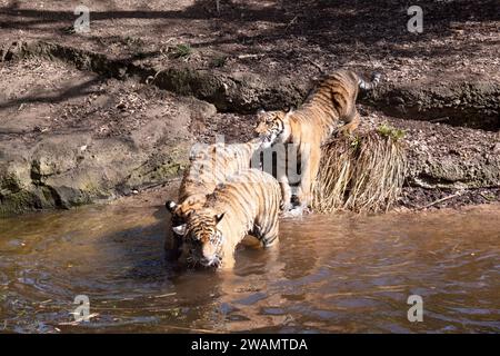 Les jeunes tigres ont un manteau de fourrure dorée avec des rayures sombres, le tigre est le plus grand chat sauvage du monde. Les tigres sont de puissants chasseurs aux dents pointues Banque D'Images
