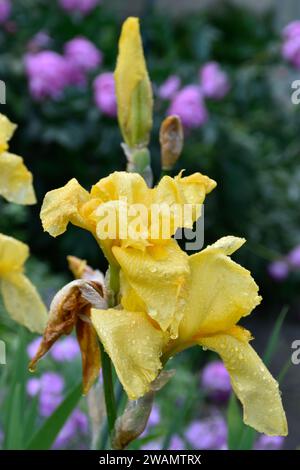 Jolies fleurs d'iris jaunes, gouttes de pluie sur les pétales, bourgeon de fleur, jardin d'humeur changeante après la pluie, petites fleurs violettes, feuilles vertes, fleurs de printemps. Banque D'Images