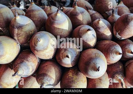 Quelques noix de coco babassu, Attalea speciosa, fruits drupacés avec graines oléagineuses et comestibles. Banque D'Images