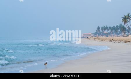 Plage de haffa , salalah- décembre 12, 2023:beaucoup de cocotiers à la magnifique plage al haffa à salalah pendant le lever du soleil, Oman, officiellement le Sultanat d'Om Banque D'Images