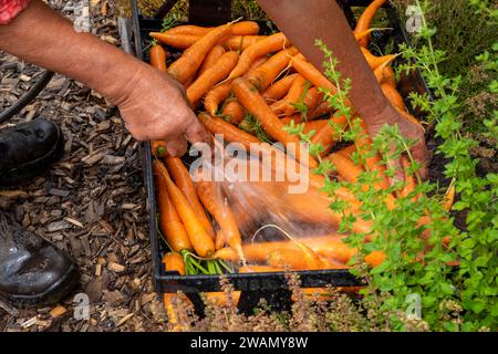 Laver les carottes fraîchement cueillies à l'aide d'un tuyau et d'un plateau en plastique Banque D'Images