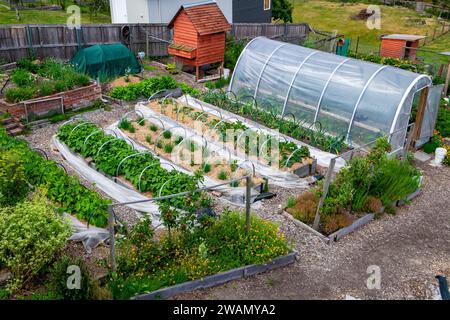 Partie d'une petite ferme de jardin de marché de banlieue à Hobart, Tasmanie fournissant des produits biologiques frais aux restaurants Banque D'Images