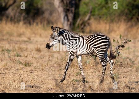 Zambie, South Luangwa NP. Le zèbre de Crawshay (Equus quagga crawshayi) jeune poulain. Banque D'Images