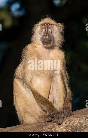 Zambie, Luangwa du Sud. Babouin jaune (Papio cynocephalus) mâle dans l'arbre. Banque D'Images