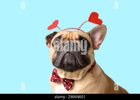 Mignon bulldog français dans le bandeau avec des coeurs sur fond bleu. Fête de la Saint-Valentin Banque D'Images