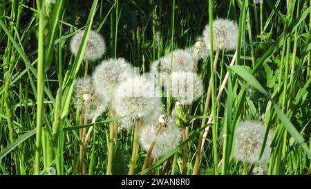 Têtes de graines de pissenlit fragiles. Plantes sauvages typiques de la saison estivale dans une prairie. Les têtes de graines de pissenlit se dressent parmi les tiges d'herbe, mettant en valeur le f Banque D'Images