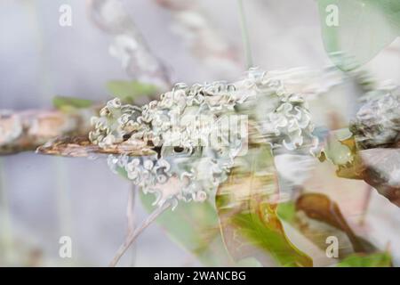 Champignon lichen poussant sur un arbre après une pluie d'été. La beauté de la nature est art... Banque D'Images