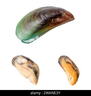 Vue de dessus des aliments cuits à la vapeur ou cuits de belles moules vertes fraîches est isolé sur fond blanc avec chemin de détourage. Banque D'Images