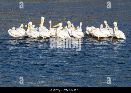 Des pélicans blancs américains (Pelecanus erythrorhynchos) se sont rassemblés lors d'une montée submergée dans la rivière Neosho (Grand) au barrage de fort Gibson en Oklahoma. (ÉTATS-UNIS) Banque D'Images