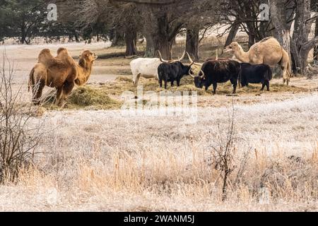 Chameaux et longhorns du Texas se nourrissant un matin d'hiver froid au Tupelo Buffalo Park à Tupelo, Mississippi. (ÉTATS-UNIS) Banque D'Images