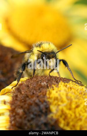 Gros plan vertical sur Bombus bohemicus, un bourdon de coucou coloré de gitan cleptoparasite Banque D'Images