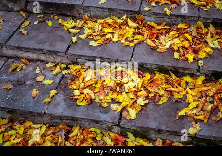Les escaliers sont faits de dalles de béton recouvertes de feuillage automnal. Des feuilles jaunes et oranges sont tombées sur les escaliers en béton. Grappes de feuilles tombées Banque D'Images