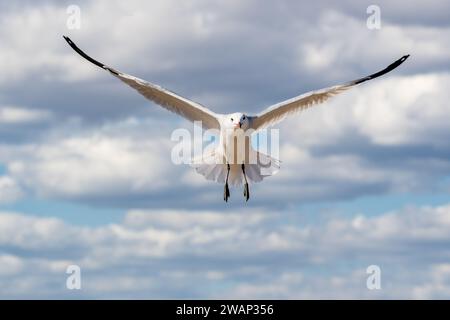 Mouette d’Audouin, Ichthyaetus audouinii, Larus audouinii, volant à ailes étendues, Delta de l’Èbre, Catalogne, Espagne Banque D'Images