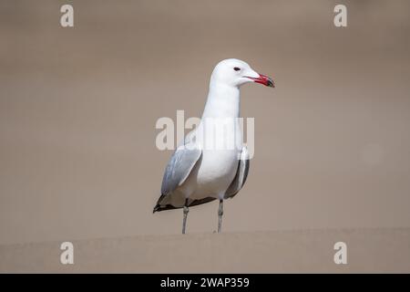 Mouette d’Audouin, Ichthyaetus audouinii, Larus audouinii, sur la plage, Delta de l’Èbre, Catalogne, Espagne Banque D'Images