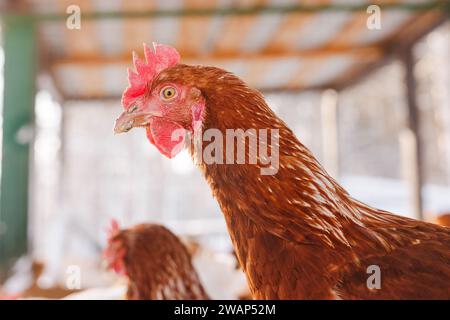 gros plan de poulet d'une ferme éco-avicole en hiver, ferme de poulets fermiers Banque D'Images