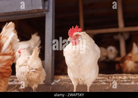 gros plan de poulet d'une ferme éco-avicole en hiver, ferme de poulets fermiers Banque D'Images