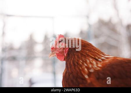 gros plan de poulet d'une ferme éco-avicole en hiver, ferme de poulets fermiers Banque D'Images