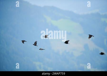 Carrion Corbeau (Corvus corone) volant, tyrol, Kitzbühel, Autriche, Europe Banque D'Images