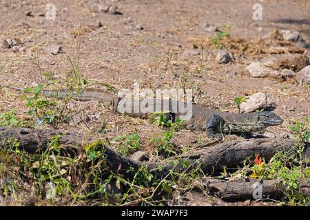 Lézard moniteur bronzer sur le sol sec entre pierres et plantes, lézard moniteur du Nil (Papio ursinus), Kasane, Parc national de Chobe River, Botsw Banque D'Images