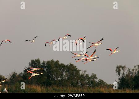 Flamants en vol, Flamingos dans la Carbague, Bouches-du-Rhône, Provence, France, Europe Banque D'Images