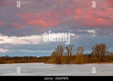 Elbe près de Dessau le matin, ambiance matinale sur l'Elbe, inondation sur l'Elbe, Réserve de biosphère de l'Elbe moyen, Dessau-Roßlau, Saxe-Anhalt, Germa Banque D'Images