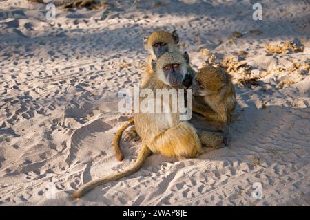 Trois babouins assis ensemble dans le sable tout en rayonnant un sentiment de sécurité, chacma babouin (Papio ursinus), Kasane, Chobe River National Park, Bots Banque D'Images