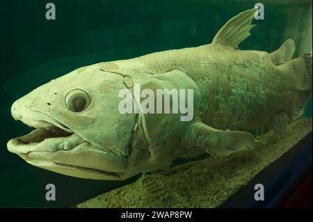 Coelacanthe de l'océan indien occidental (Latimeria chalumnae), Musée d'histoire naturelle, ouvert en 1889, Vienne, Autriche, Europe Banque D'Images