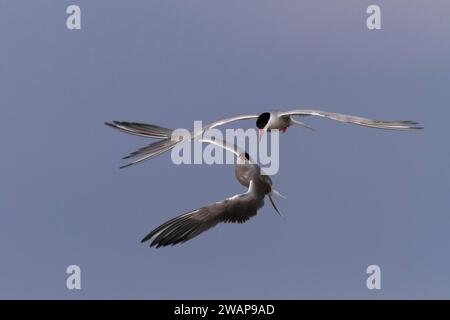 Sterne commune (Sterna hirundo), paire en vol d'accouplement, Parc national de la mer des Wadden de Basse-Saxe, Îles de la Frise orientale, Basse-Saxe, Allemagne, Europe Banque D'Images