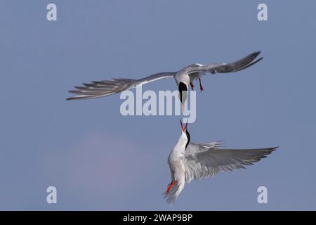 Sterne commune (Sterna hirundo), paire en vol d'accouplement, Parc national de la mer des Wadden de Basse-Saxe, Îles de la Frise orientale, Basse-Saxe, Allemagne, Europe Banque D'Images