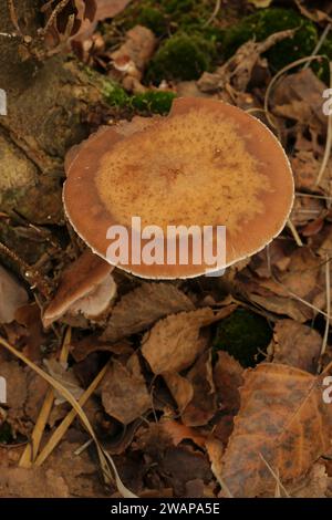 Gros plan vertical naturel sur un champignon du miel comestible brun, Armillaria mellea dans la forêt Banque D'Images