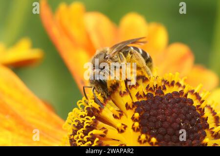 Gros plan coloré sur une jolie petite abeille femelle de sillon, Lasioglossum sur une fleur orange d'éternuement dans le jardin Banque D'Images