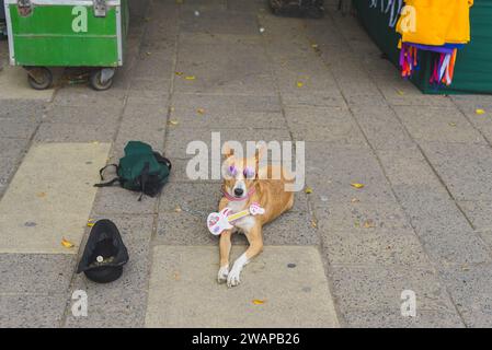 Chien avec lunettes et guitare dans la rue. Artiste de rue. Banque D'Images