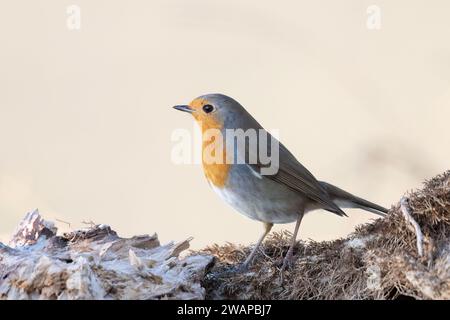 Le Robin européen (erithacus rubecula), petit oiseau passereau insectivore. Banque D'Images