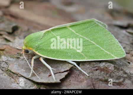 Gros plan détaillé de la teigne verte colorée de Scarce Silver-lines Owlet. Bena bicolorana assis sur le bois Banque D'Images