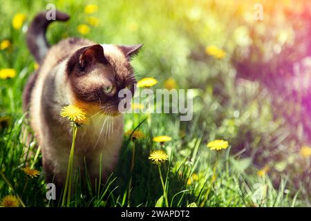 Chat siamois marchant sur la pelouse de pissenlit au printemps Banque D'Images