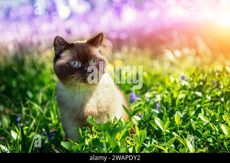 Chat assis dans les fleurs de pervenche en été Banque D'Images