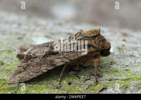 Gros plan détaillé sur les arches sombres hiboux, Apamée monoglypha, assis sur le bois dans le jardin Banque D'Images