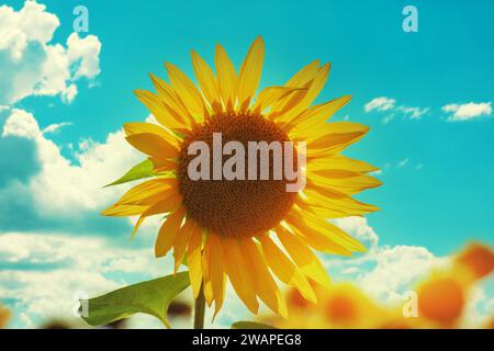 Paysage rural d'été avec tournesols. Tournesol sur le champ contre le ciel bleu Banque D'Images