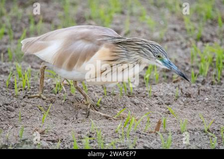 Squacco héron, Ardeola ralloides, recherche de nourriture, Delta de l'Èbre, Catalogne, Espagne Banque D'Images