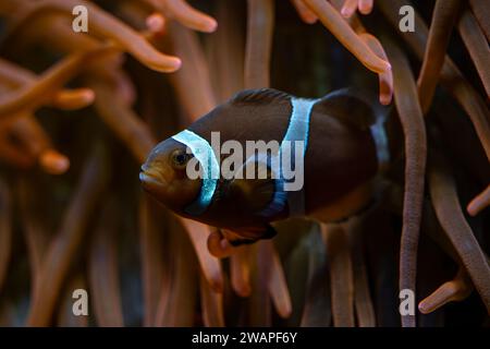 Clown Anemonefish - Amphiprion ocellaris, petit poisson de mer coloré des récifs océaniques asiatiques et australiens, Australie. Banque D'Images