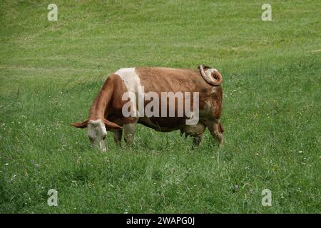 Gros plan naturel en plein air sur le pâturage de vaches brunes et blanches dans une prairie autrichienne Banque D'Images
