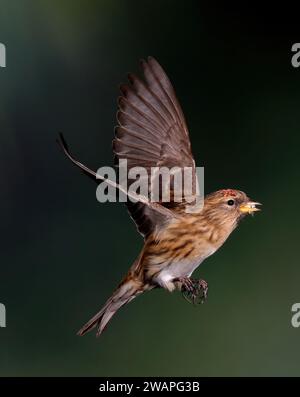 Common Redpoll, Carduelis flammea, en vol, Mid Wales, UK Banque D'Images