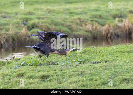 Cormorant en herbe verte avec ailes verticales et cou étendu prêt à prendre son envol Banque D'Images