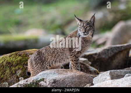 Lynx ibérique, Lynx pardinus, au sommet de quelques rochers, Andújar, Jaén, Andalousie, Espagne Banque D'Images